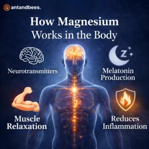 How Magnesium Works in the Body